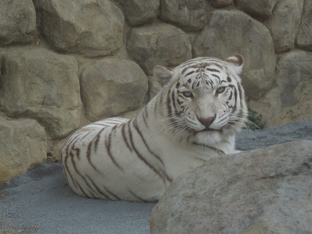 ホワイトタイガーの見どころとイベントを詳しく 東武動物公園を10倍楽しめる遊び方ガイド