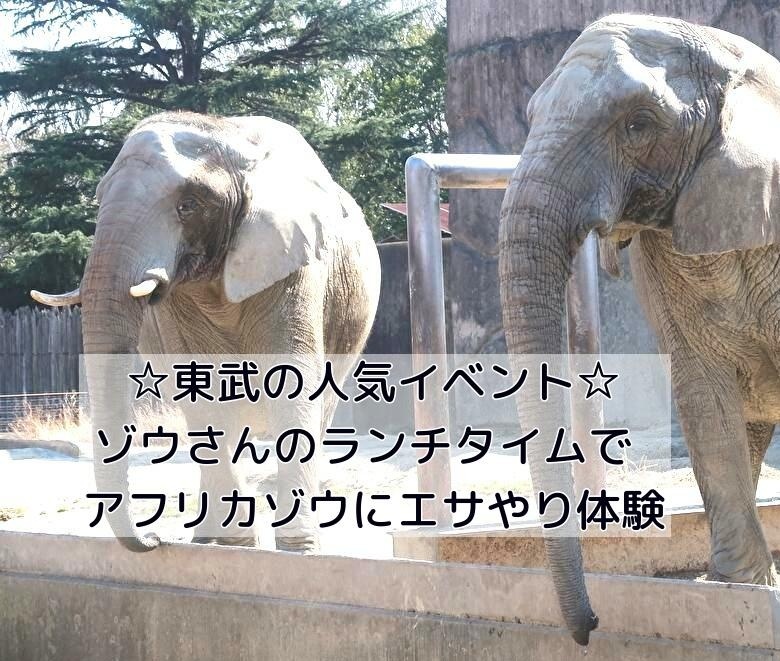 ゾウさんのランチタイムでアフリカゾウにエサやり体験 東武動物公園を10倍楽しめる遊び方ガイド